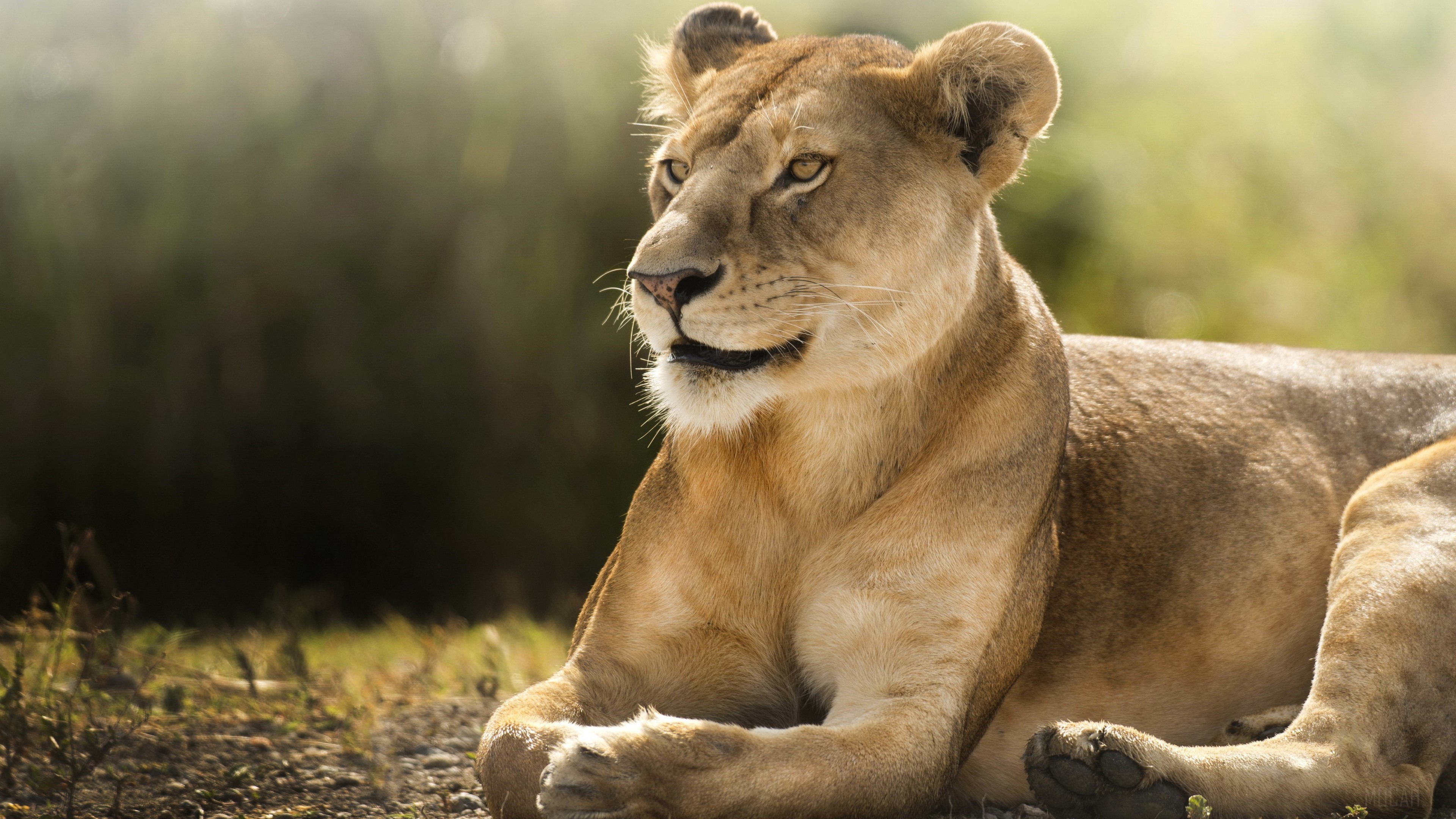 Lion Lioness 4k HD Wallpaper