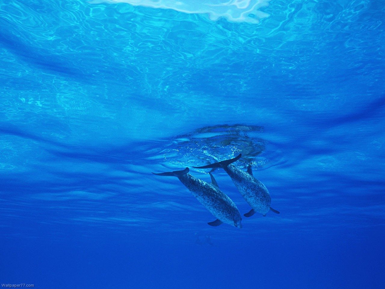 Dolphin Brothers Pixels Wallpaper Tagged Mammal