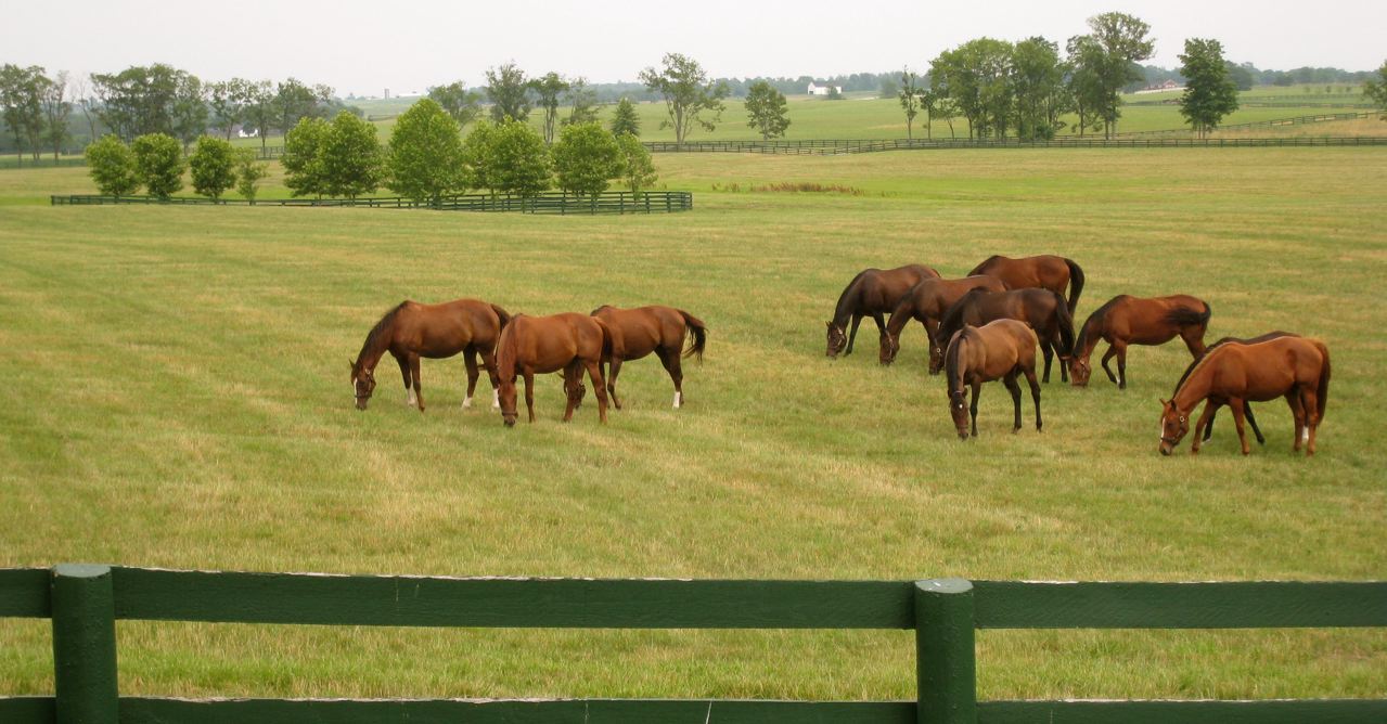 kentucky horse farms wallpaper