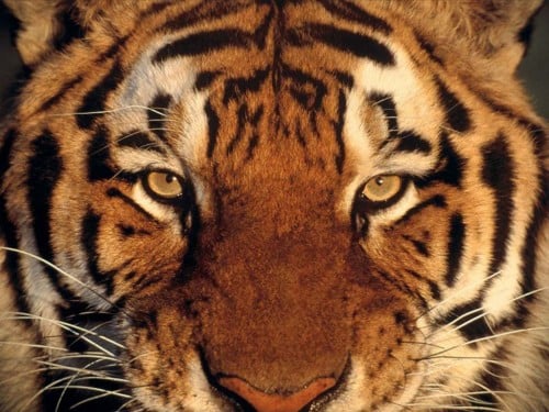 Free Tiger Screensaver Screensavers   Download Tiger Screensaver 500x375