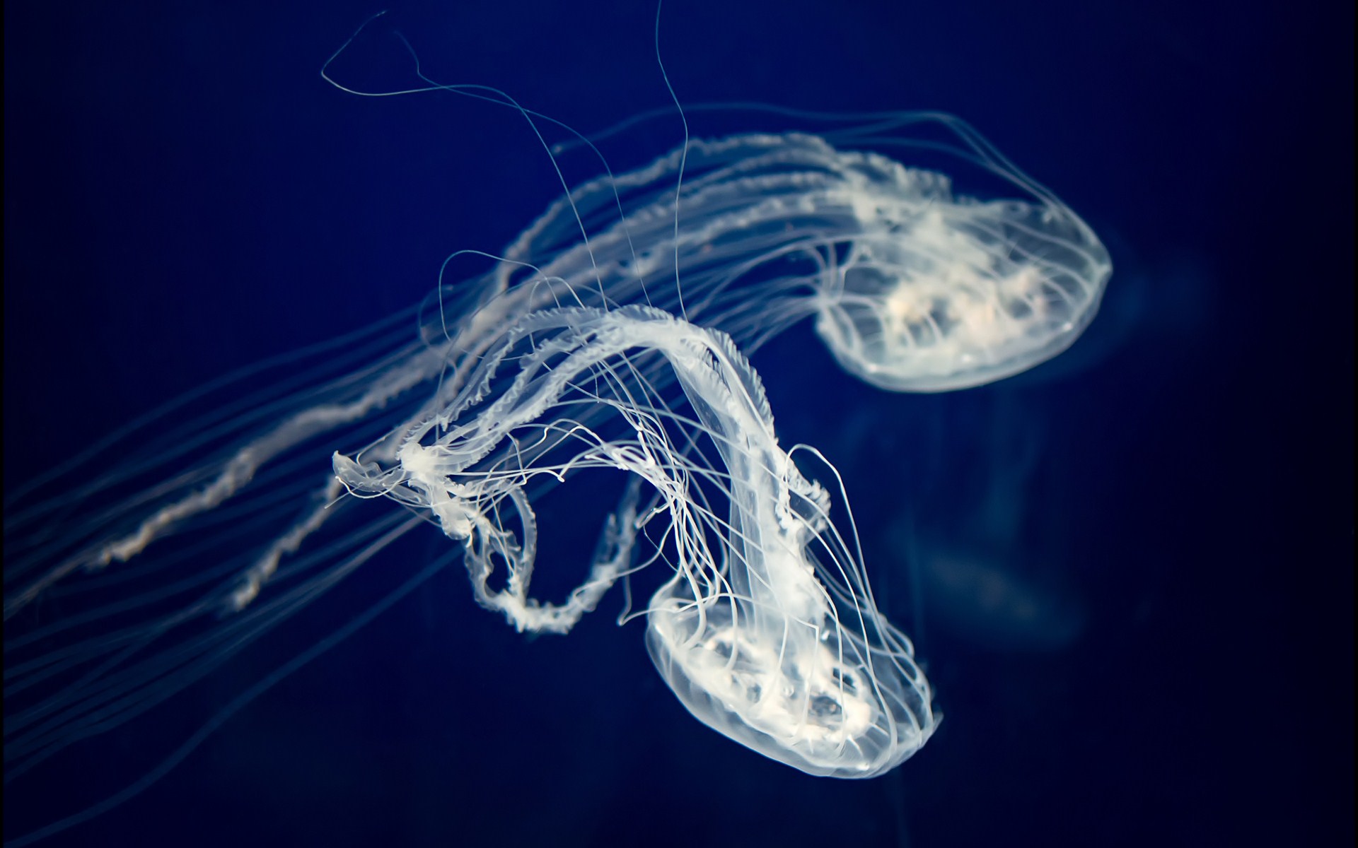 Jellyfish Desktop Background