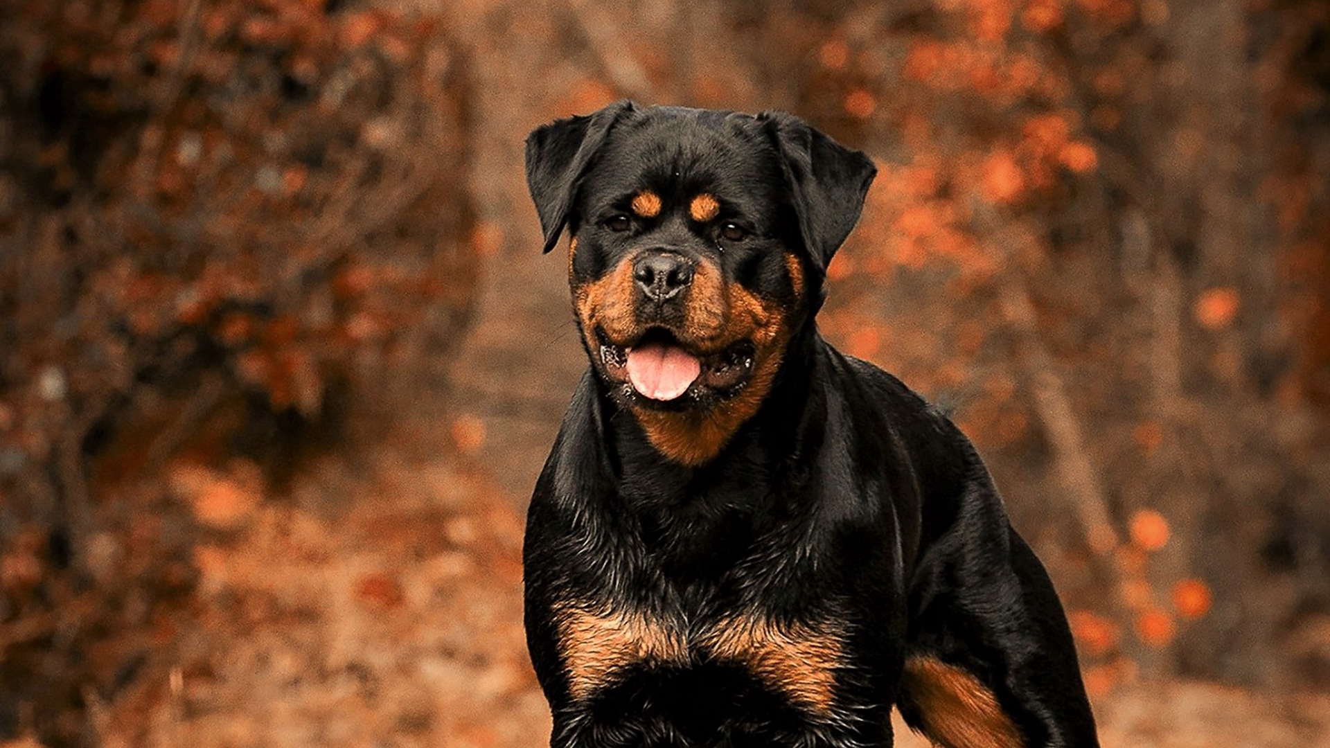 HD Rottweiler Wallpaper Top Background