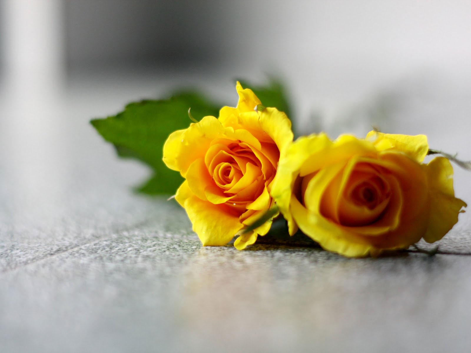 Wallpaper Yellow Roses Background