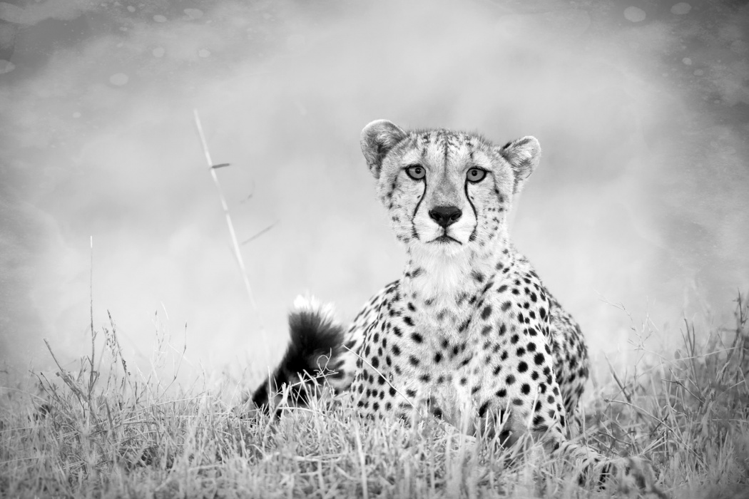 Cheetah Black And White Wallpaper Best HD