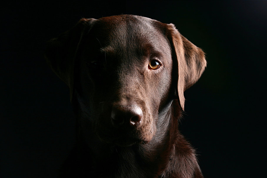 Cachorro co rosto olhos labrador fundo preto Vetor