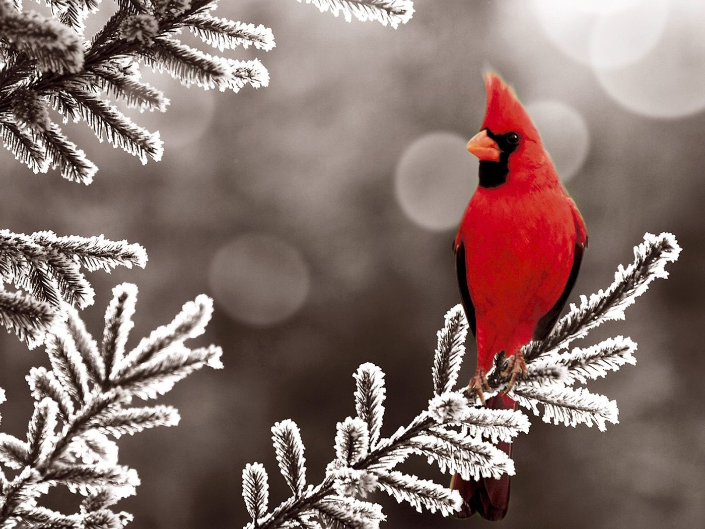 Northern Cardinal Winter Desktop Wallpaper Desktopia