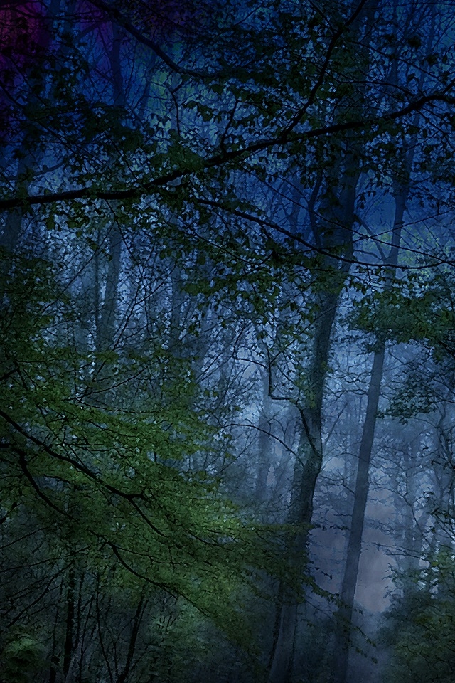 Dark Forest iPhone HD Wallpaper