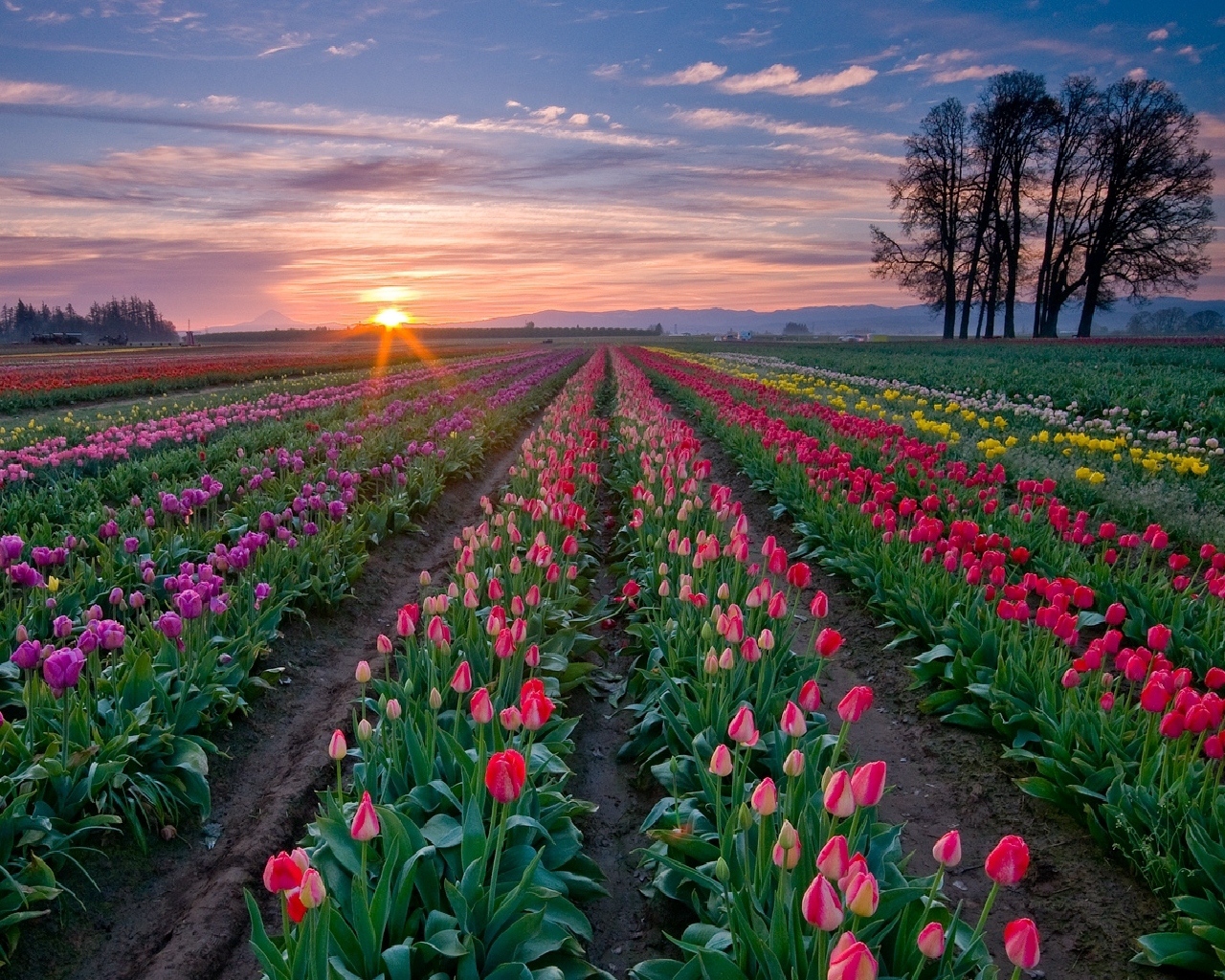 Tulips Flowers Plantation Rows Trees Sky Sunset Stock