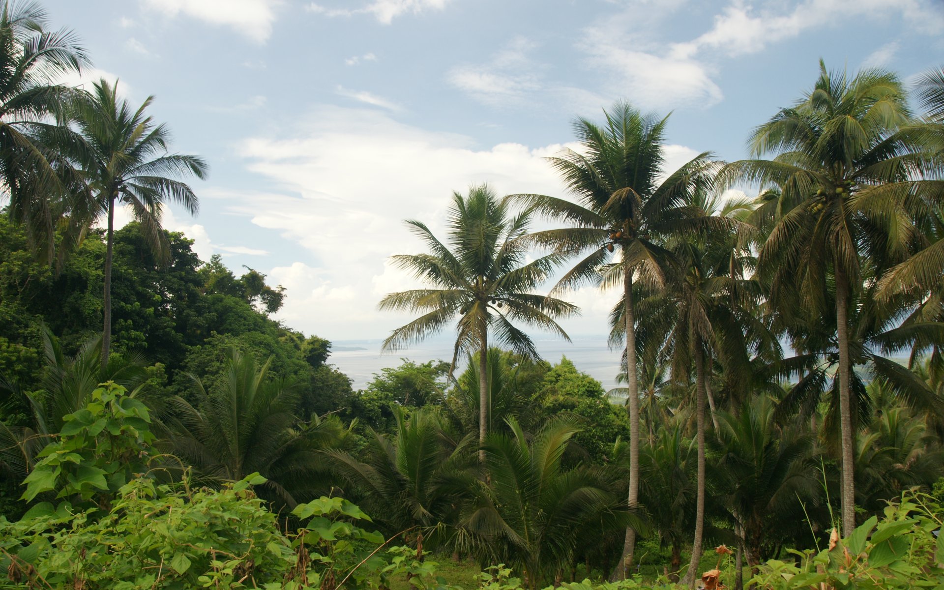 Palm trees   Blue island sky