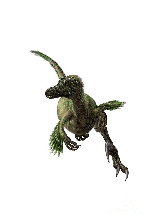 Velociraptor White Background Digital Art