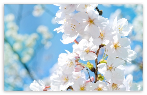 Spring Blossoms HD Wallpaper For Standard Fullscreen Uxga Xga