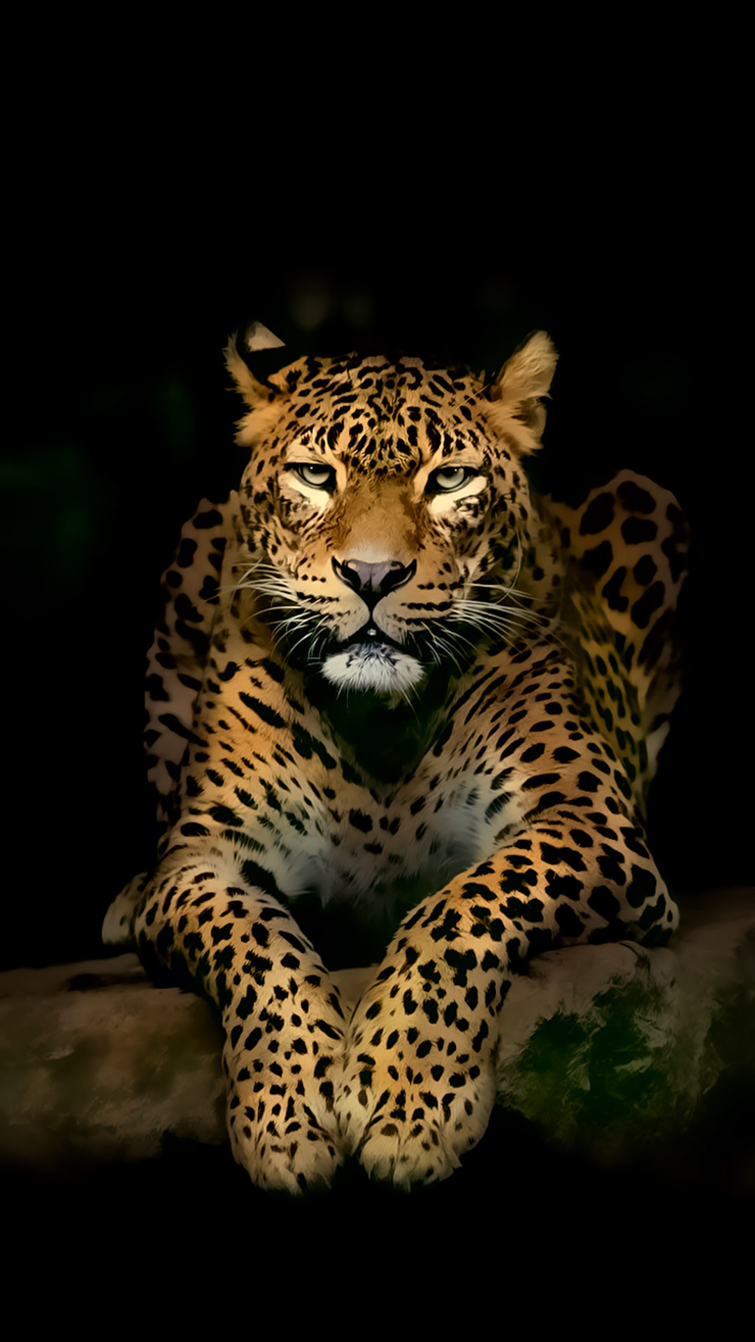 Leopard iPhone 4k Ultra HD Wallpaper