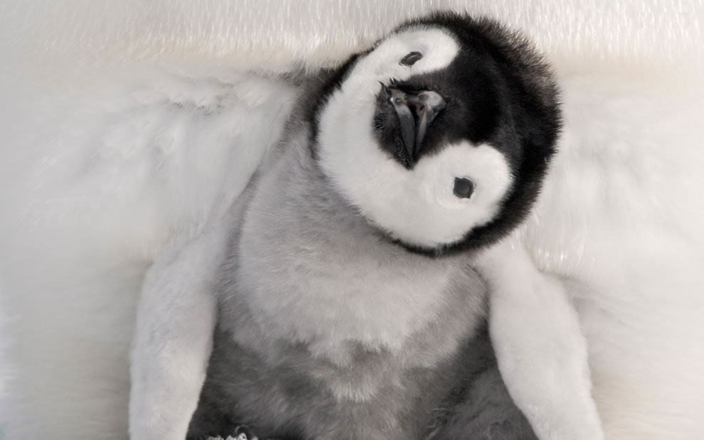 Ultimately cute precocious penguin chick If a young Emperor chick 990x619