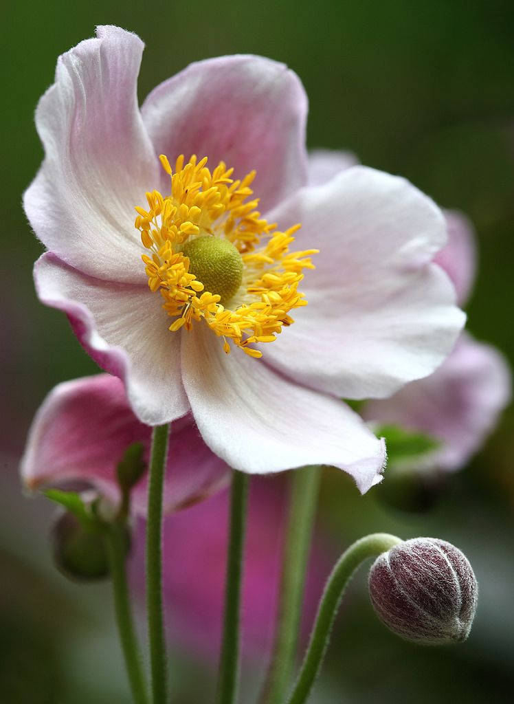 Anemone Flower Wallpaper