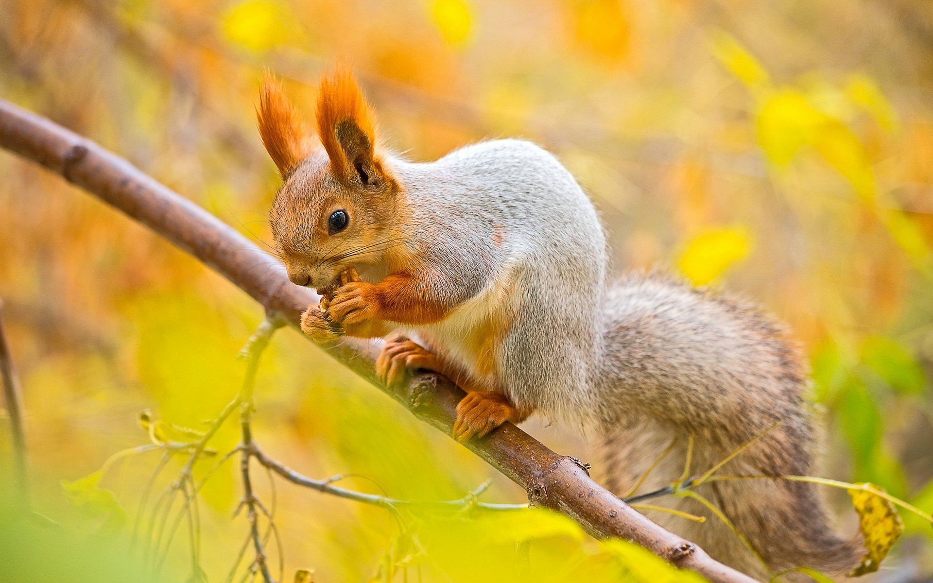 Squirrel Wallpapers HD Pictures One HD Wallpaper