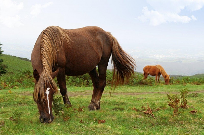 Pin Pottok Pony