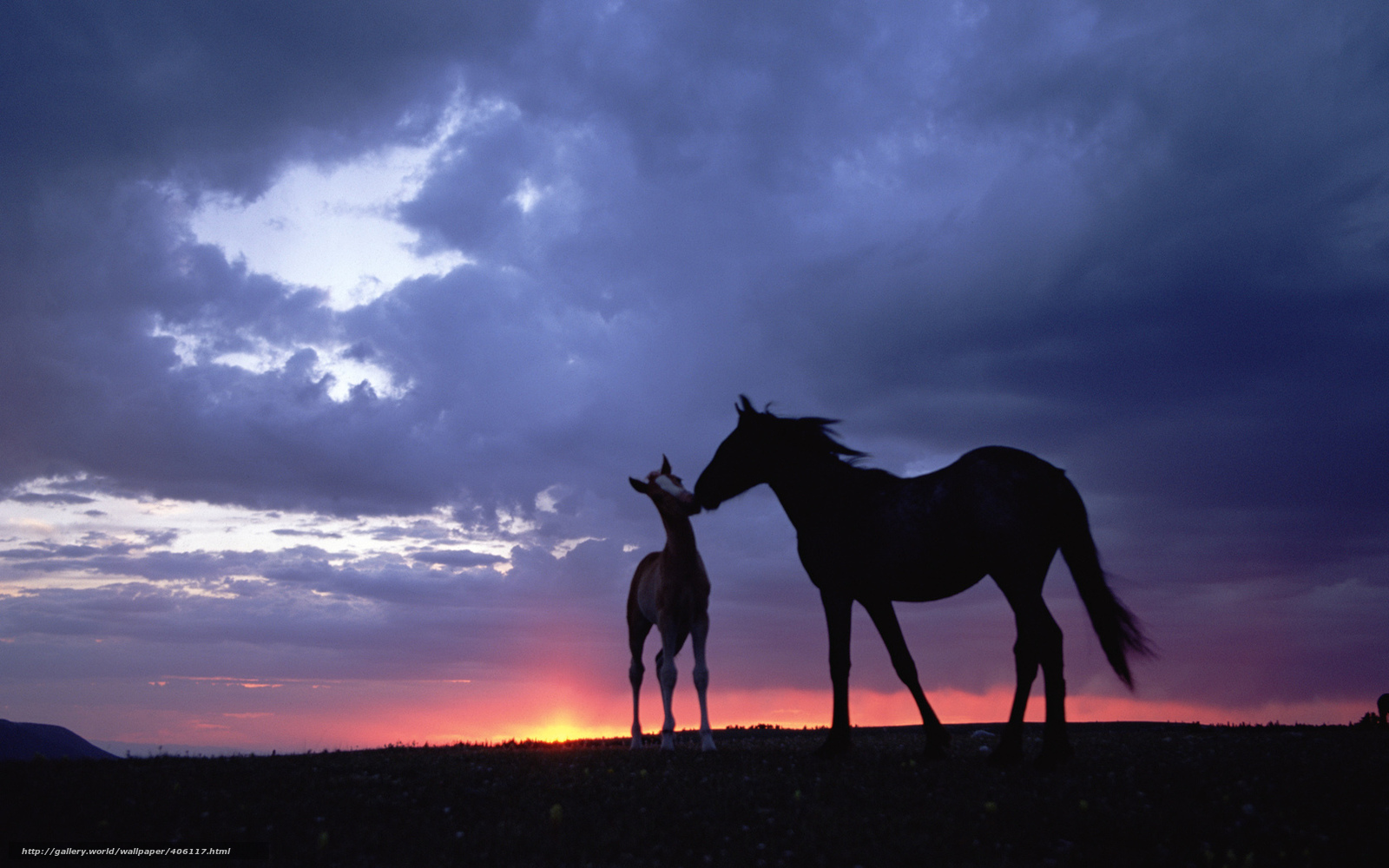 horses in the sunset wallpaper