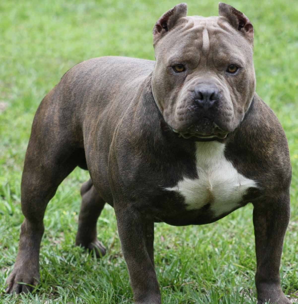 HD Wallpaper Pitbull Dog