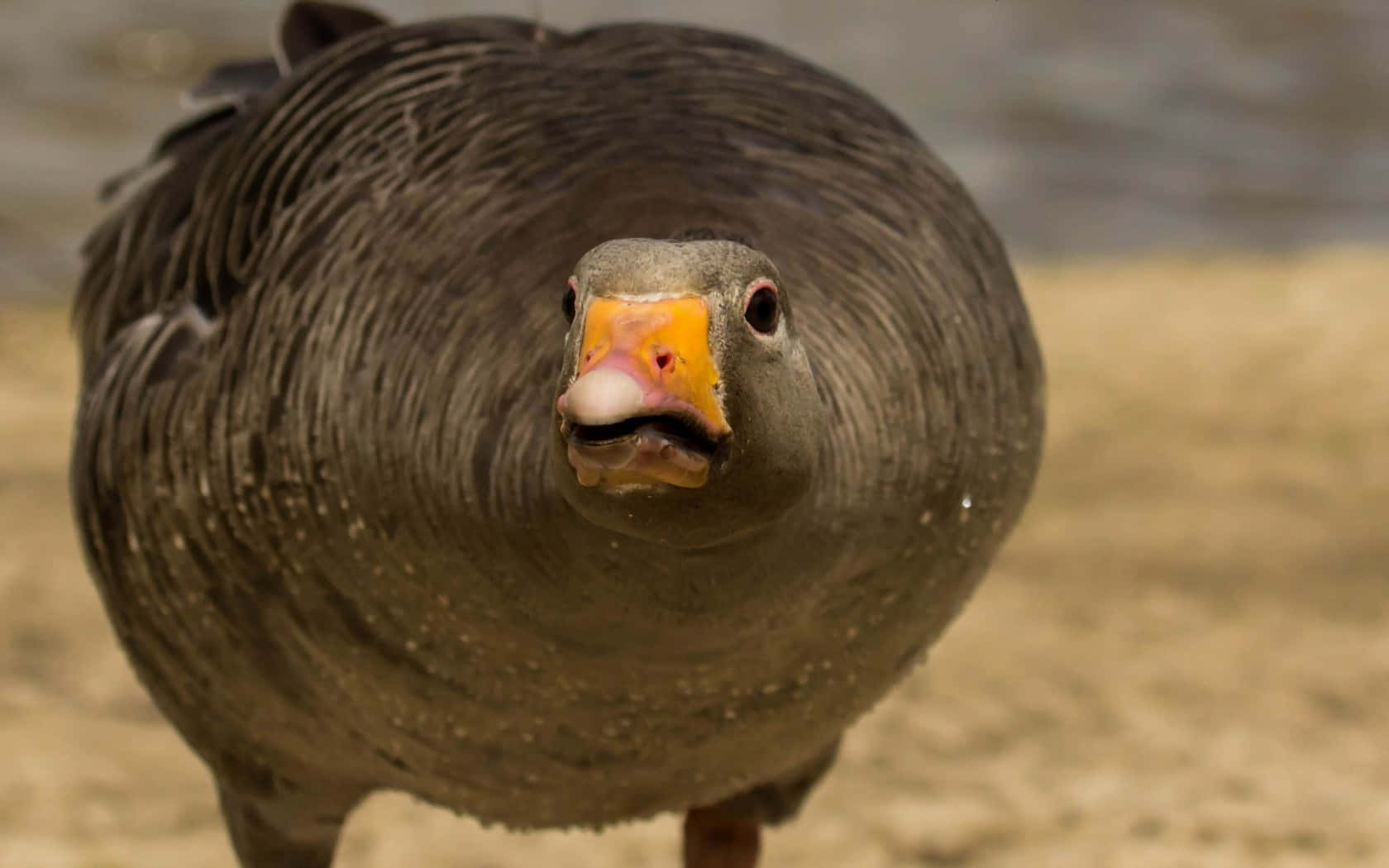 Goose Wallpaper