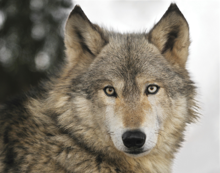 Timber Wolf Pictures All Wallpaper New