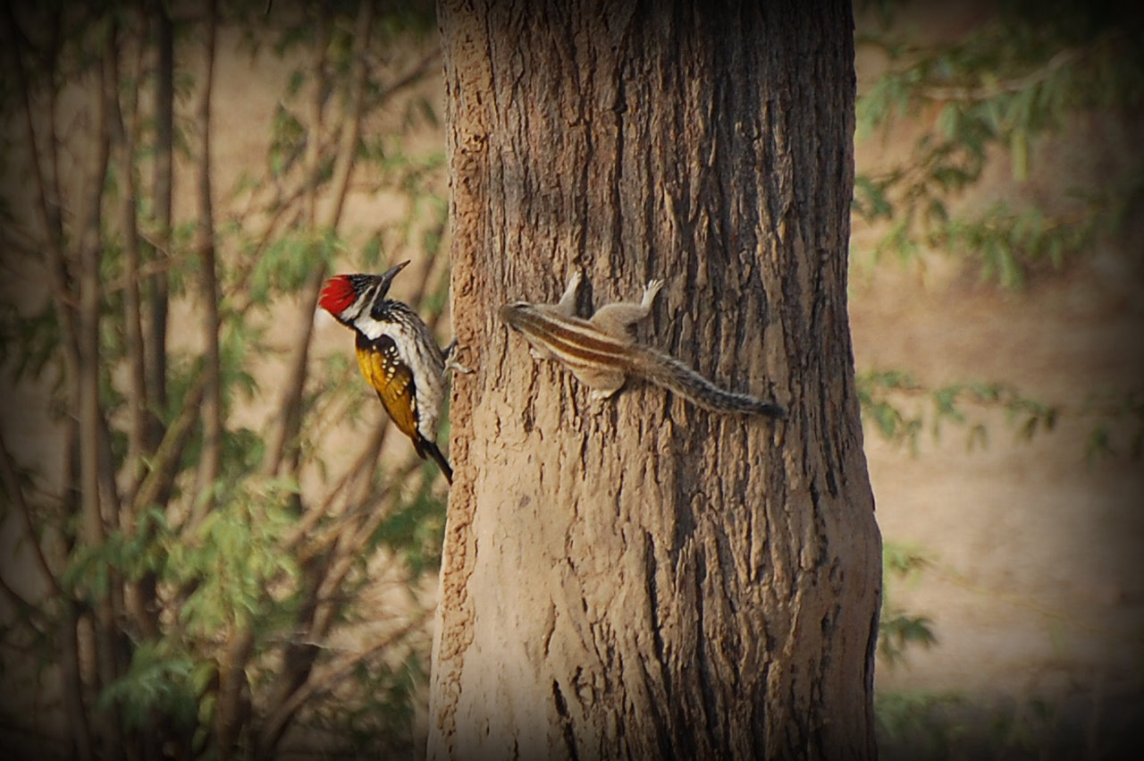 HD Wallpaper Desktop Woodpecker Birds