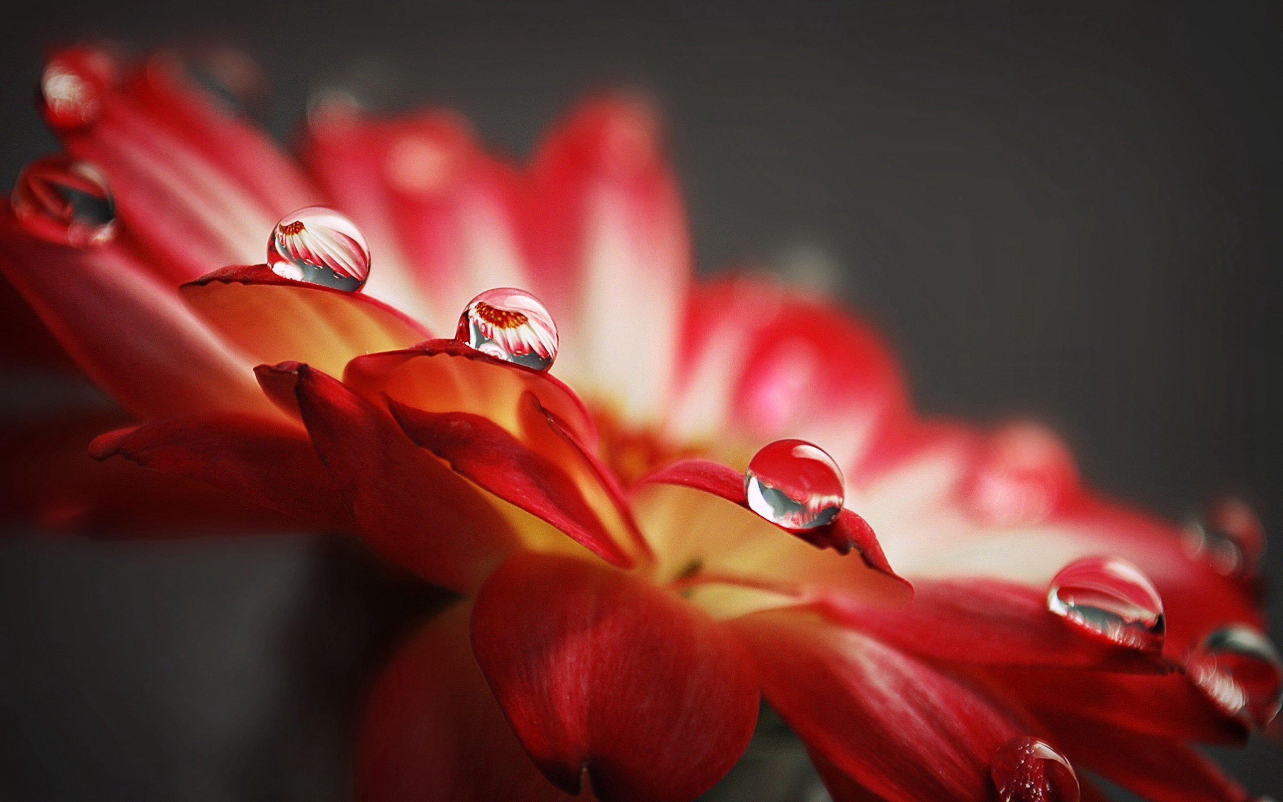 Flower Water Drops wallpapers Flower Water Drops stock photos 2560x1600