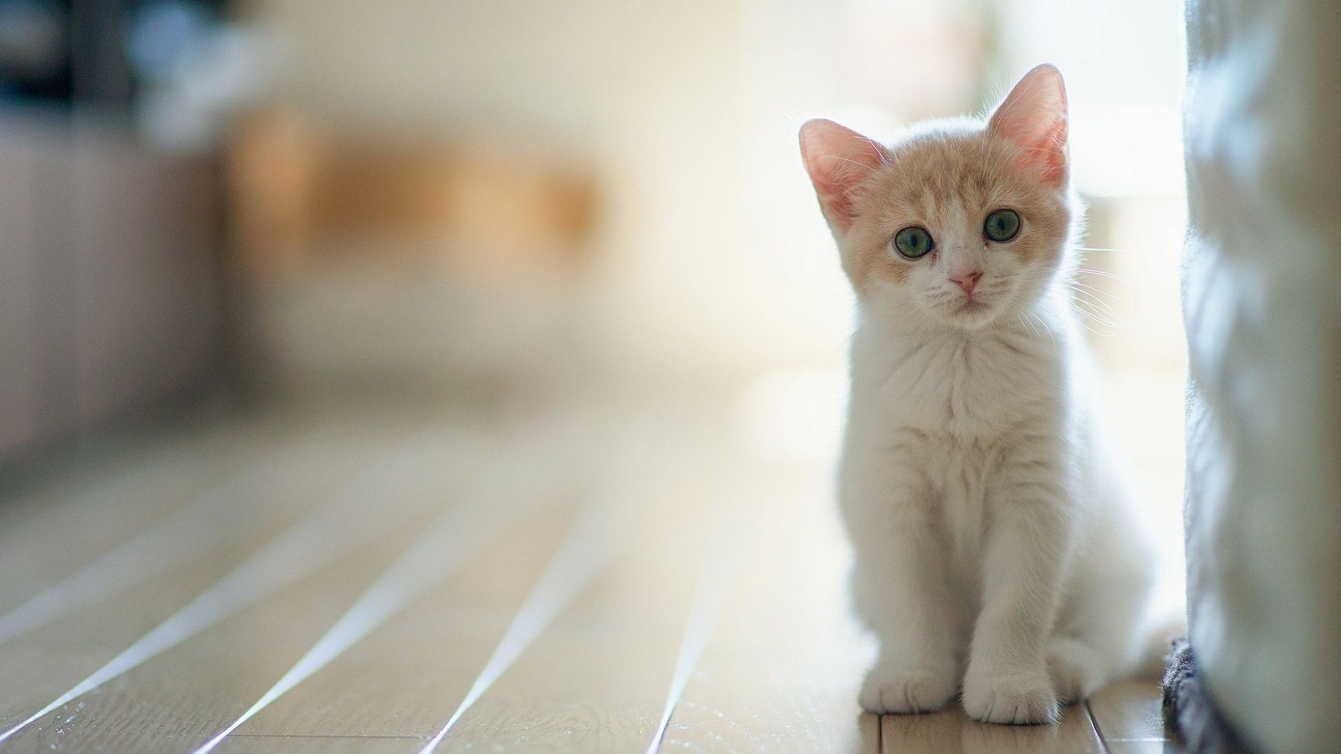An adorable cream-colored kitten sits on a wooden floor, its bright eyes looking directly at the camera. The soft focus and light background enhance its cuteness, perfect for kitty lovers