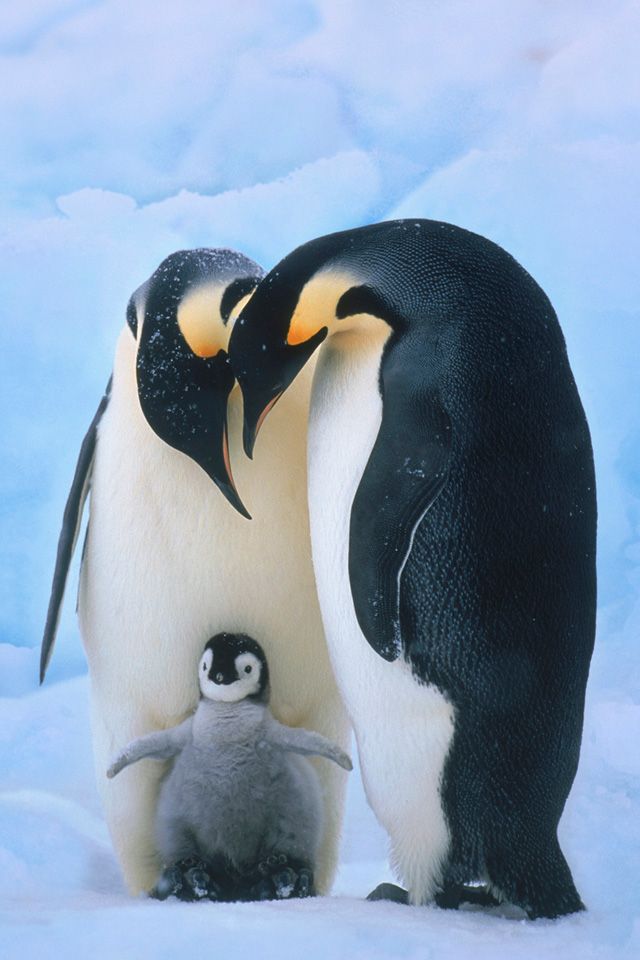 poster Penguin Family Lets be like penguins and mate for life