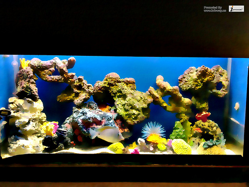 Marine Aquarium Wallpaper Photo Sharing