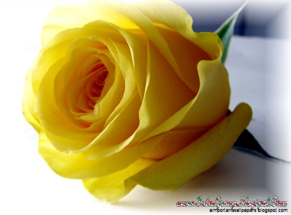 Light Yellow Rose Wallpaper IwallHD HD