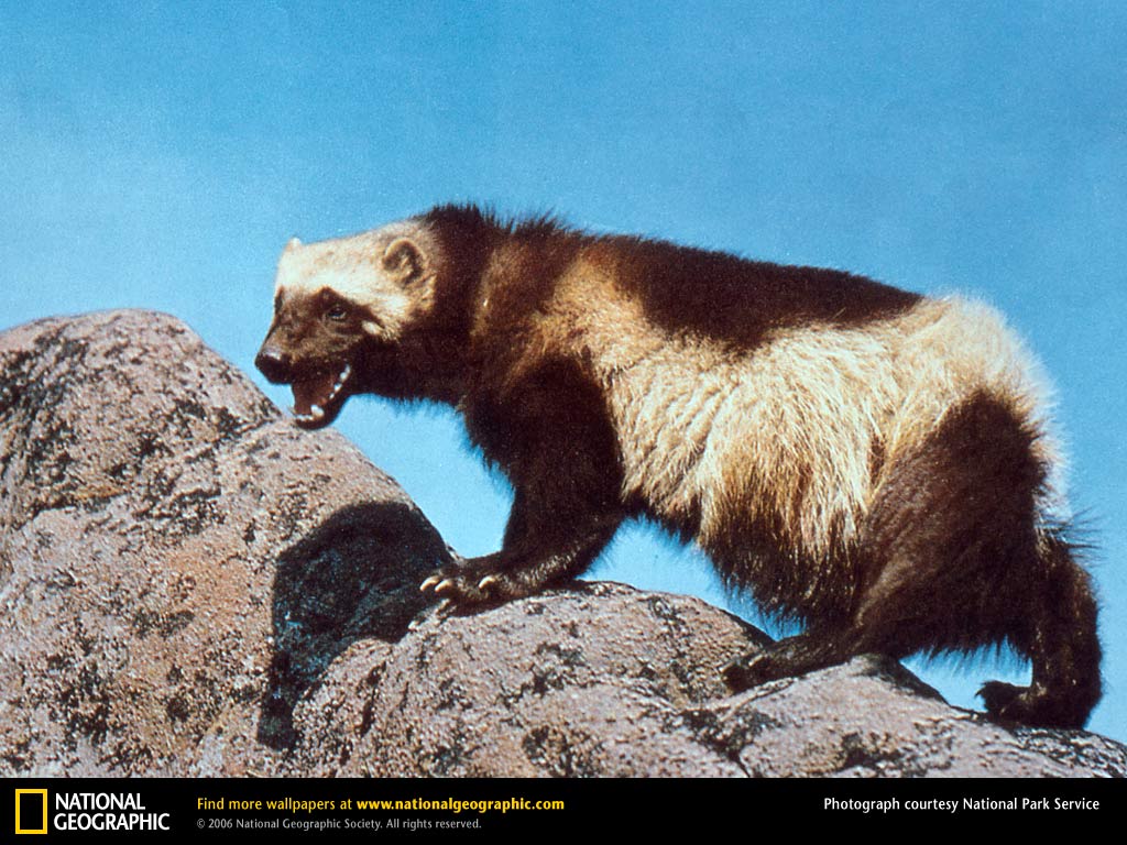 Wolverine Desktop Wallpaper Animals