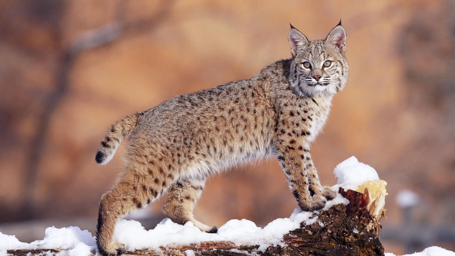 Tags Bobcat Pics The Lynx Rufus Is A North American Mammal Of