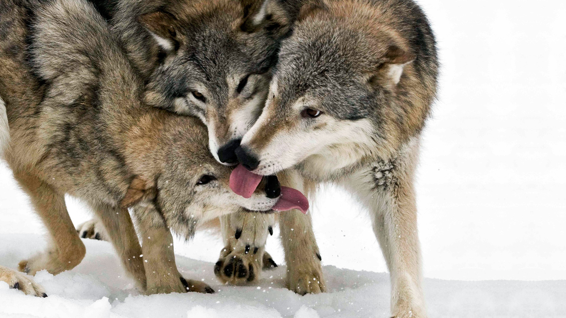 Wolf Wallpaper Wolves HD 1080p