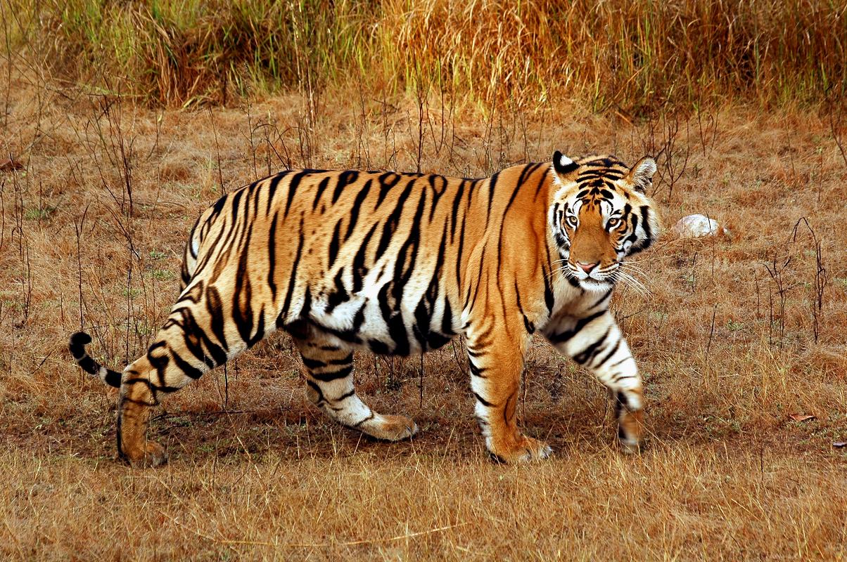 Bengal Tiger Wallpaper For Desktop HD