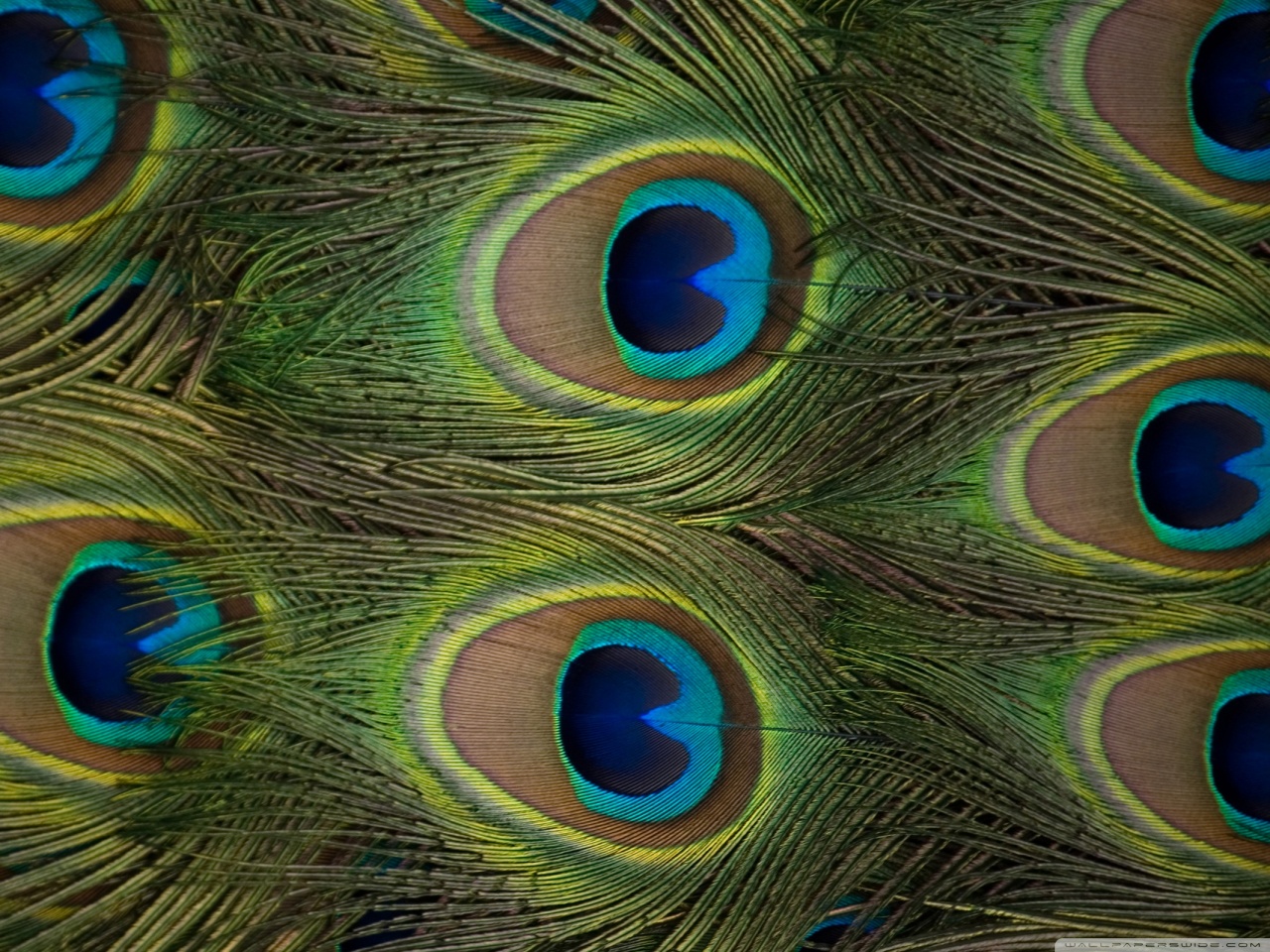 Peacock Feathers HD Wallpaper Pictures Image Background