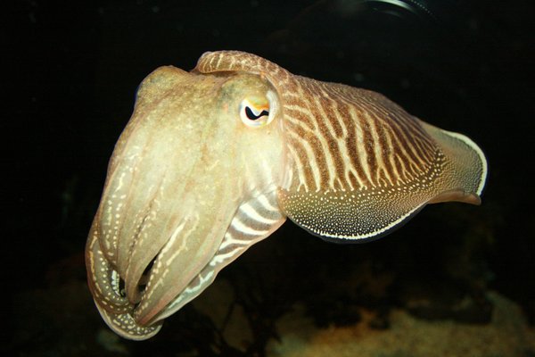 Cuttlefish Jan Wallpaper By Septopus