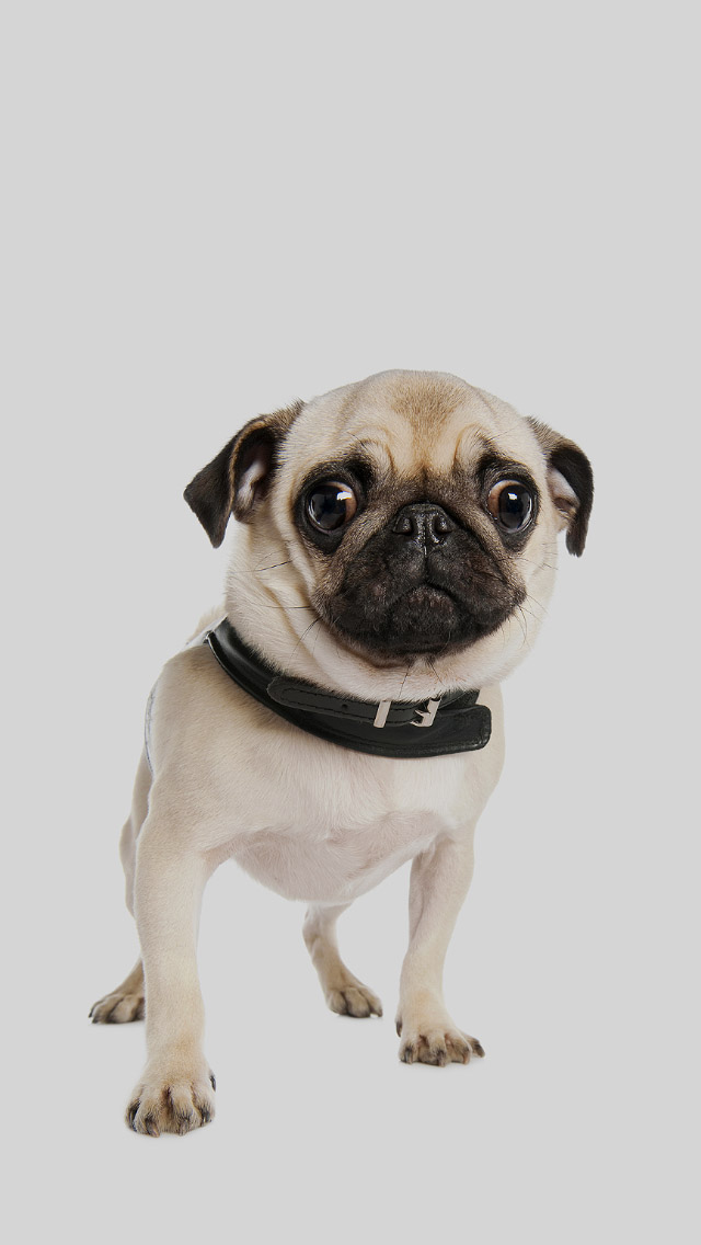 Pug Cute Dog iPhone 5s Wallpaper iPad