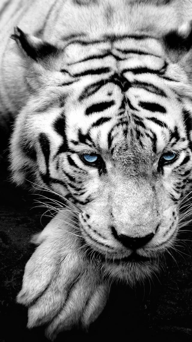 White tiger   Best iPhone 5s wallpapers
