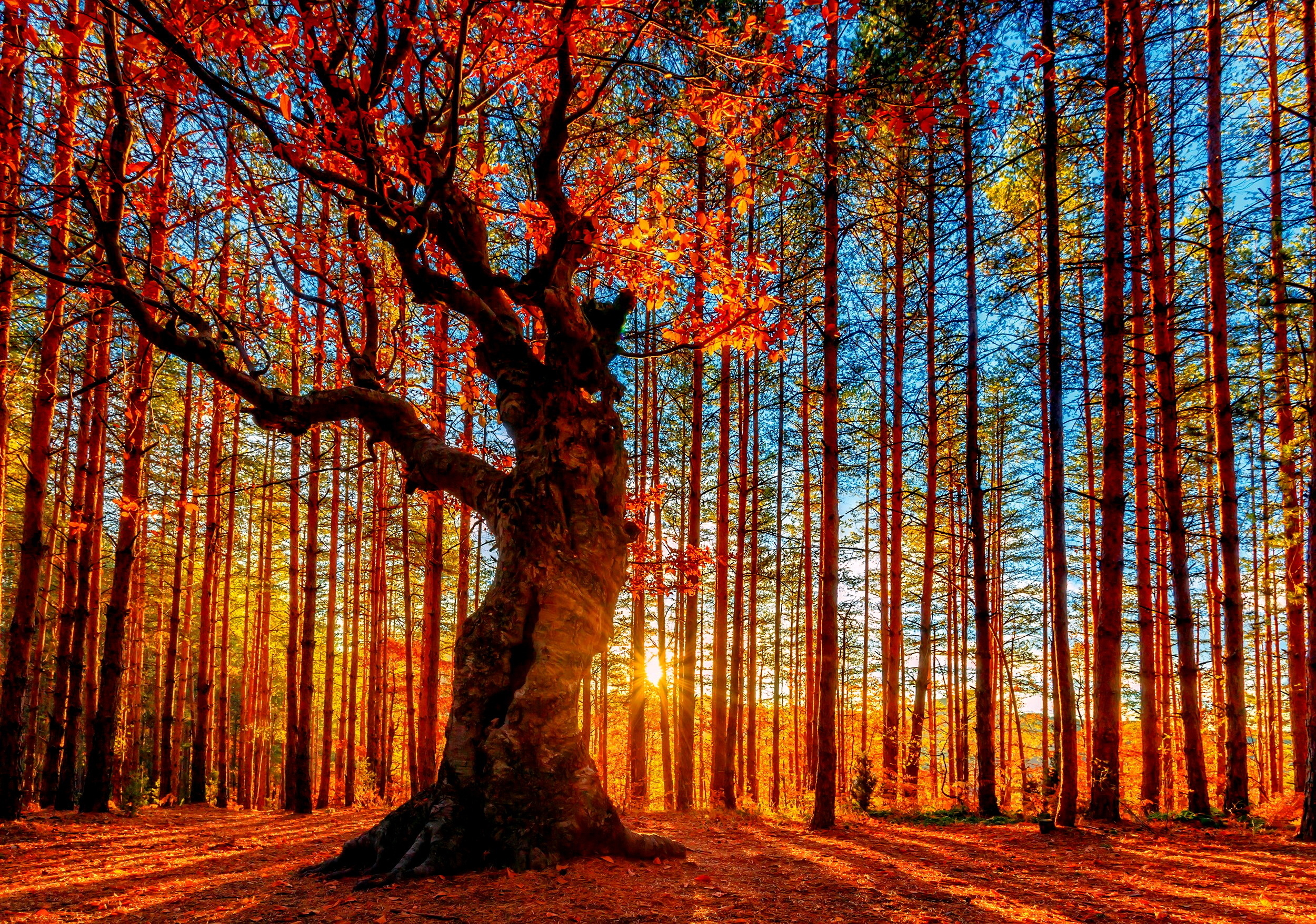 Forest Sky Trees Autumn Foliage Wallpaper