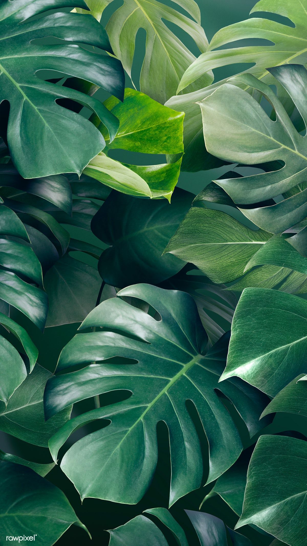 Green Monstera Leaves Background Design Resource Wallpaper