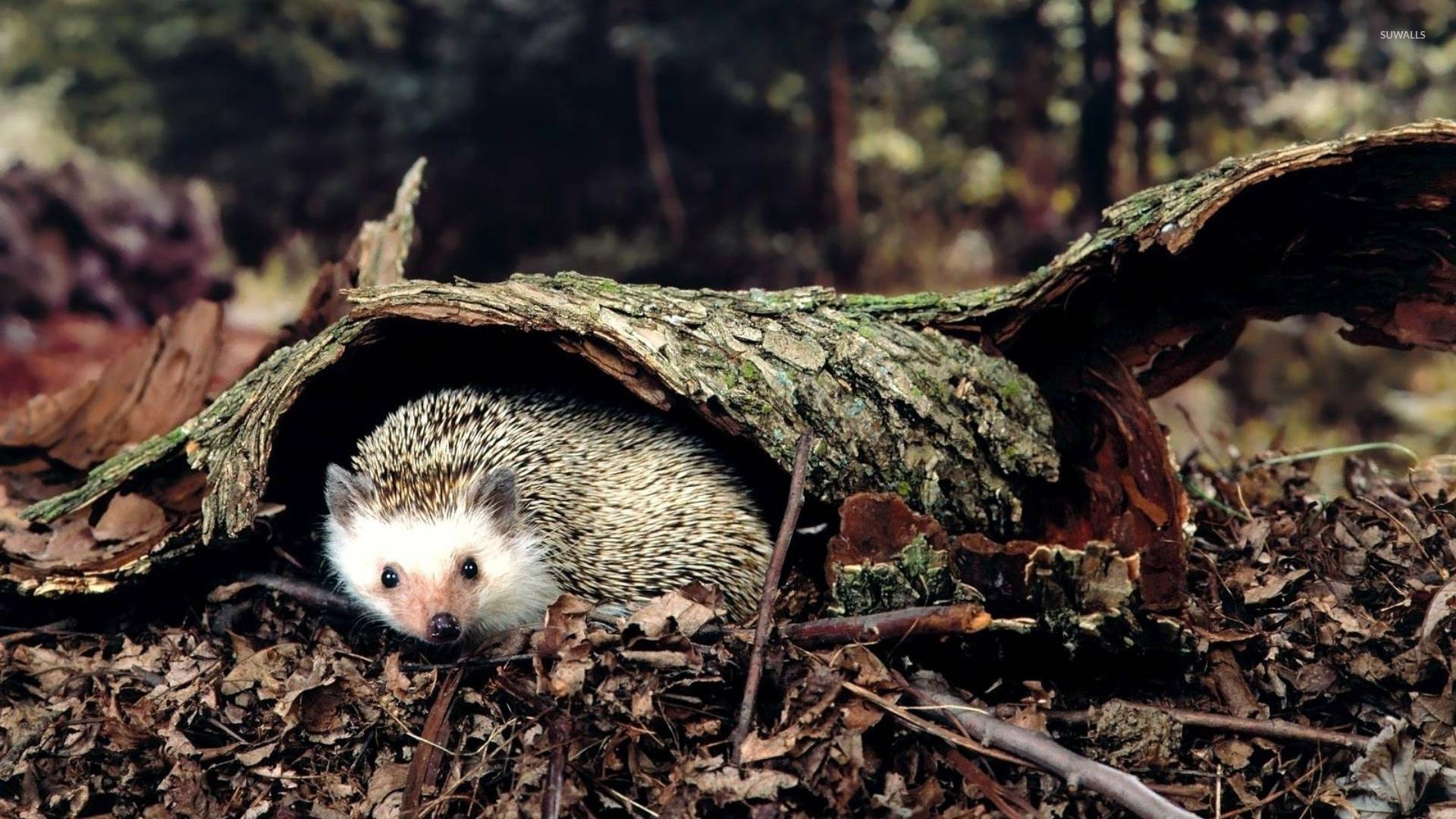Hedgehog wallpaper   Animal wallpapers   22252