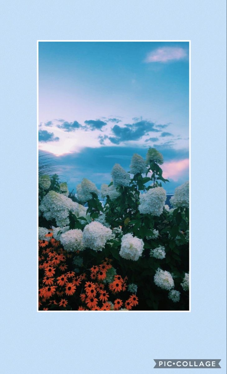 Blue Flower Aesthetic Wallpaper