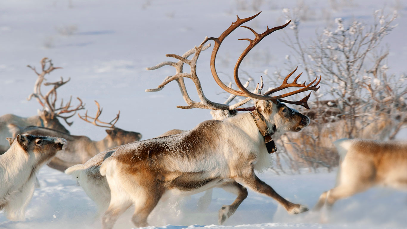 Norway Reindeer Microsoft