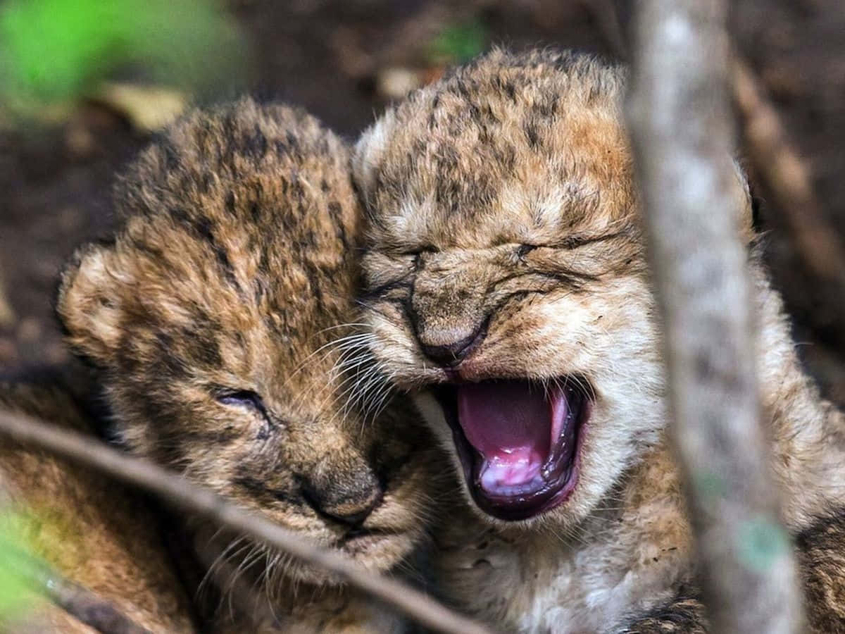 Baby Lion Picture Wallpaper