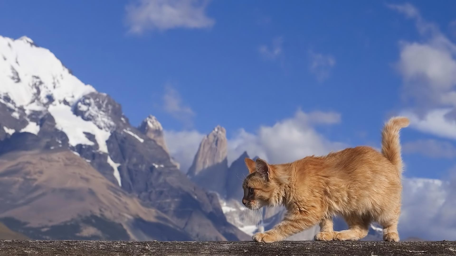 Animal Planet Wallpaper