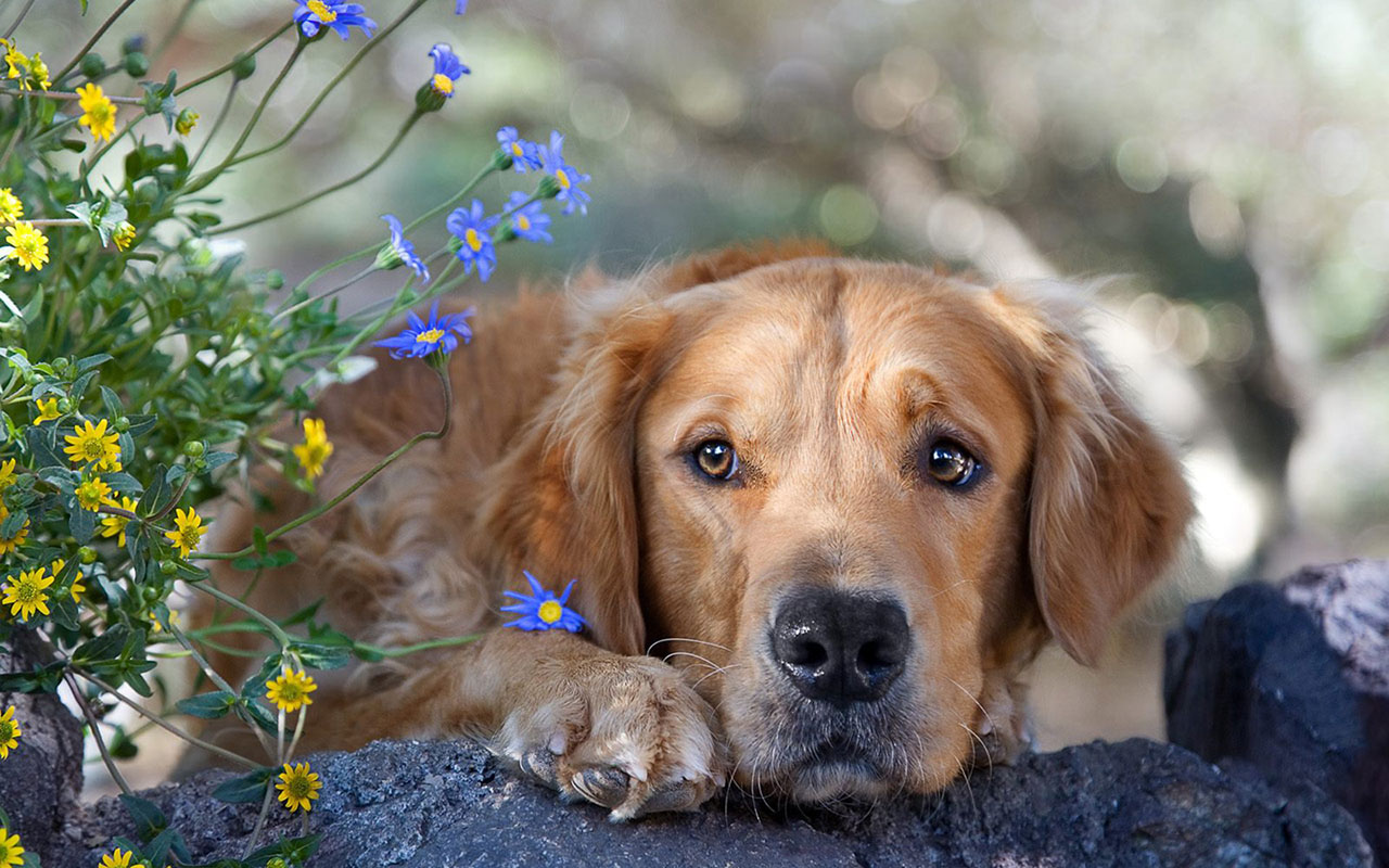 Golden Retriever Dogs Animal Wallpaper