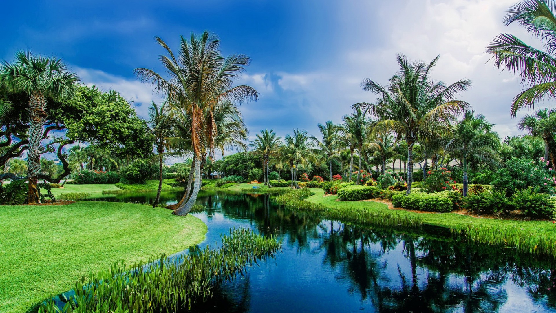 Lush Tropical Paradise with Palm Trees and Tranquil Waterway