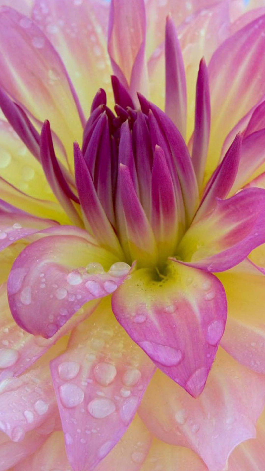 Fresh flowers with water drops HD samsung galaxy s4 wallpaper