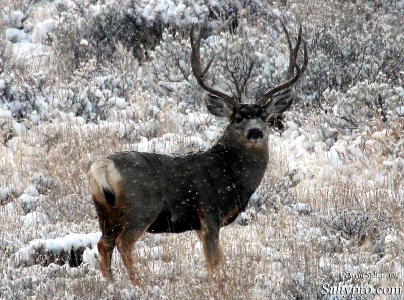 Mule Deer Buck Crown Jpg