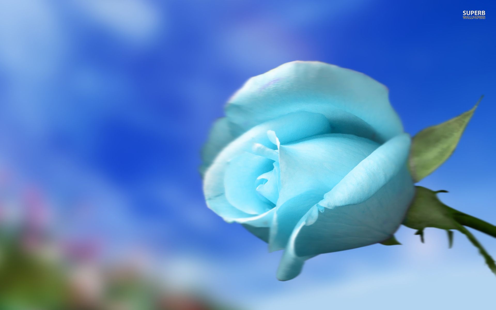 light blue White flower wallpaper Blue roses wallpaper Rose